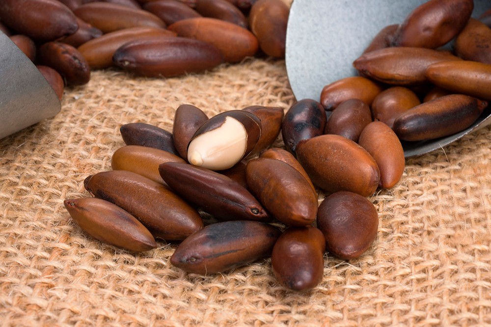 Conheça 6 benefícios da castanha-de-baru para a saúde