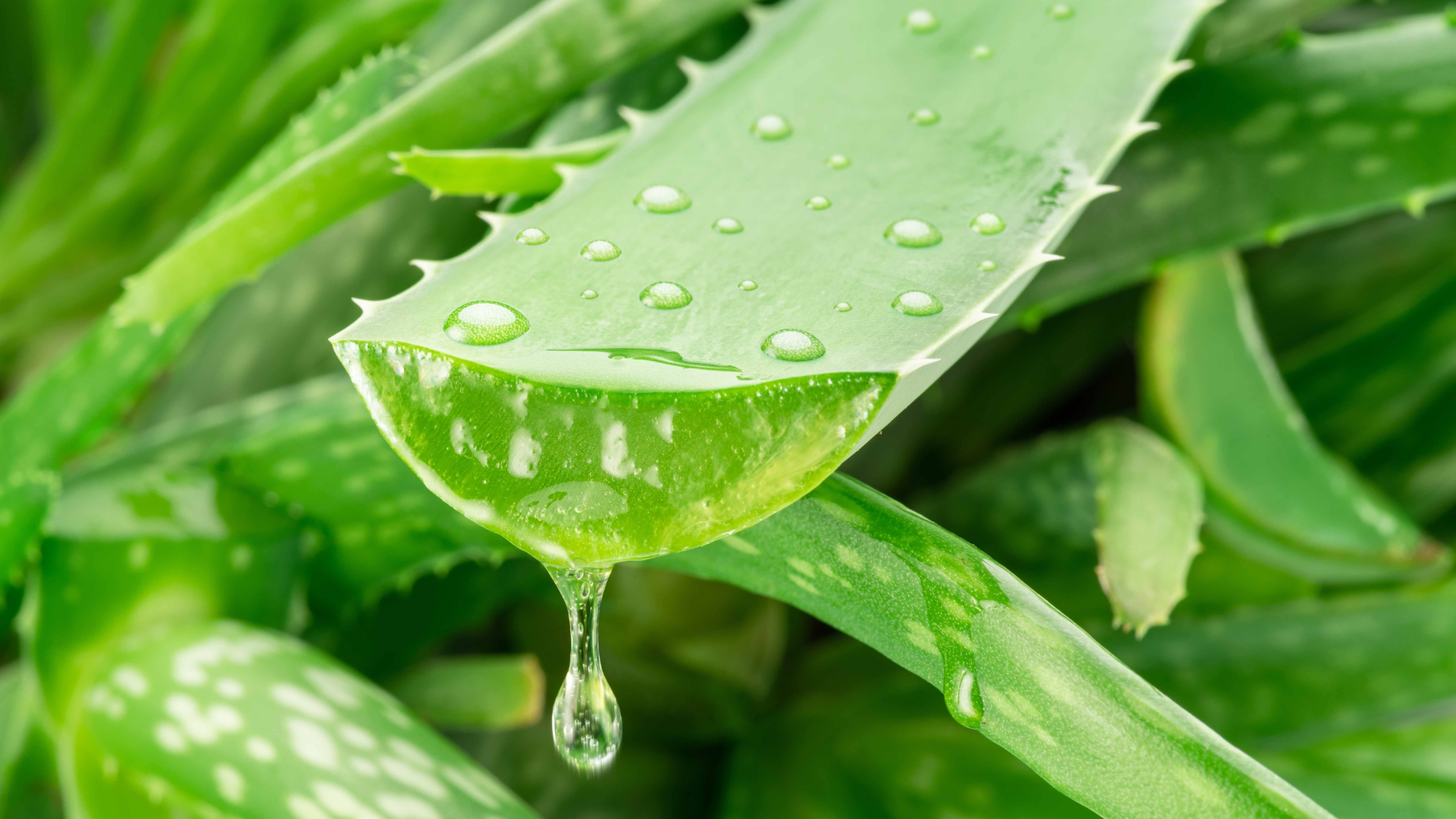 Babosa: para que serve? Planta tem benef&iacute;cios para pele, cabelo e pode  ajudar na prote&ccedil;&atilde;o g&aacute;strica | Receitas