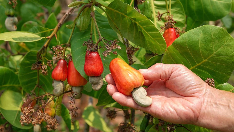 Caju: conheça benefícios e curiosidades sobre a fruta 100% brasileira — Foto: Shutterstock