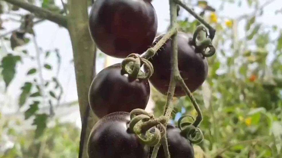 Tomate-preto é cultivado em uma chácara, no Paraná — Foto: Globo
