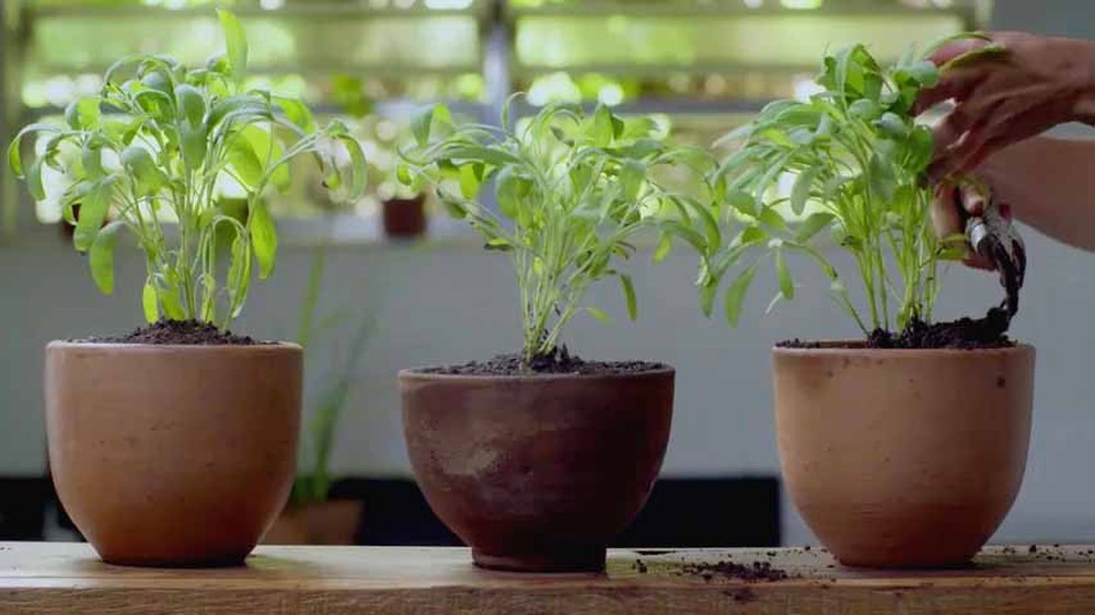 Horta em casa: veja como cultivar ervas e temperos