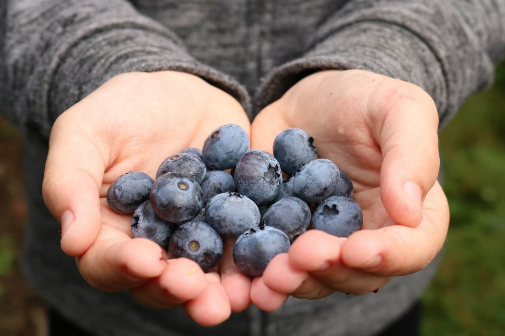 O que é blueberry e para que serve a fruta que virou assunto no BBB 24?