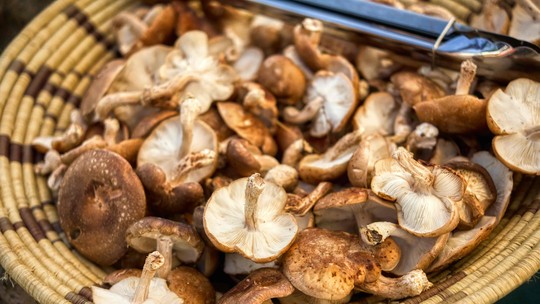 Conheça os benefícios do shitake, cogumelo queridinho da culinária  