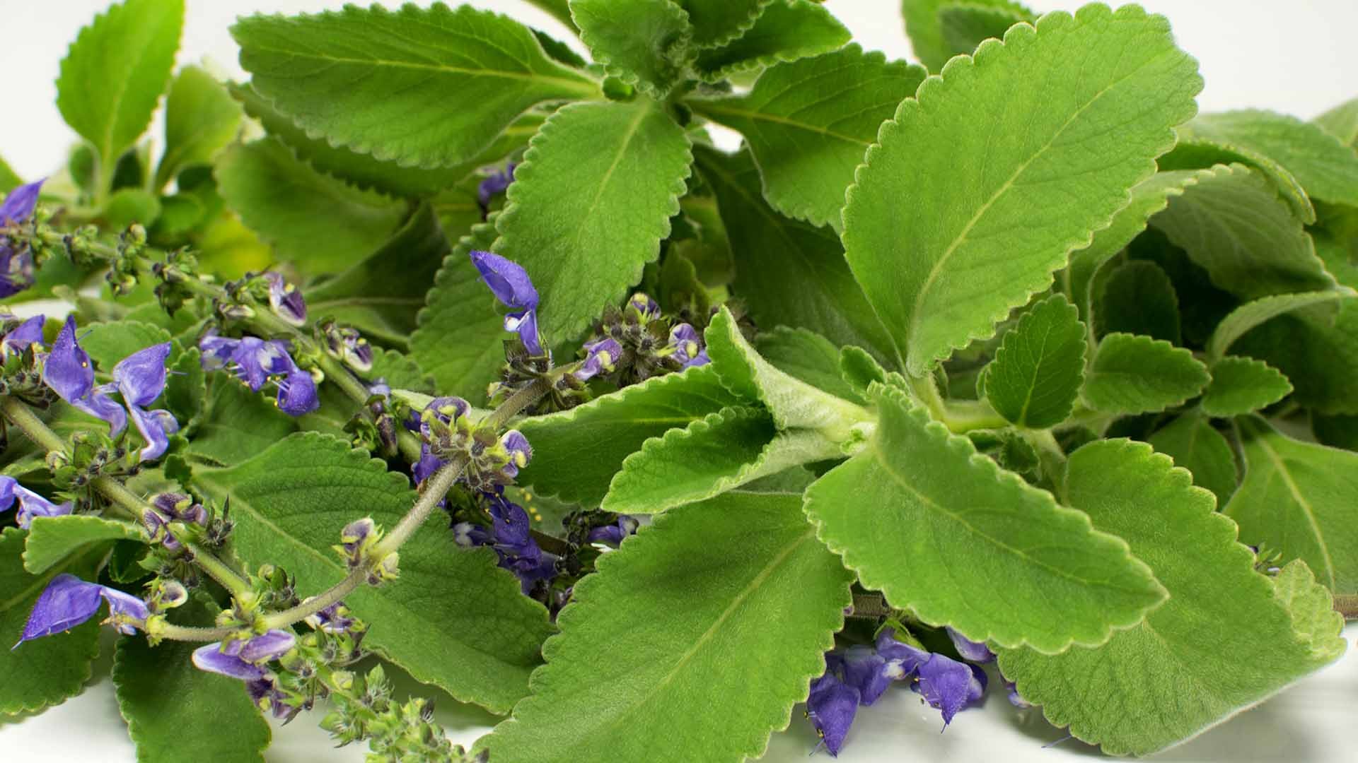 Boldo serve para quê? Conheça benefícios e como usar | Receitas