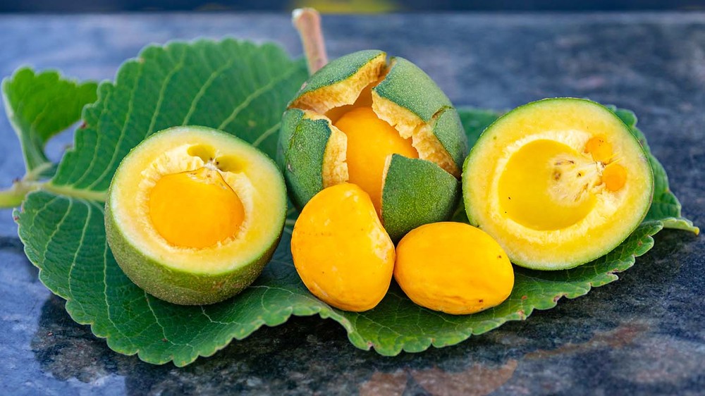 O que é pequi? Fruto típico do Cerrado tem espinhos que podem machucar