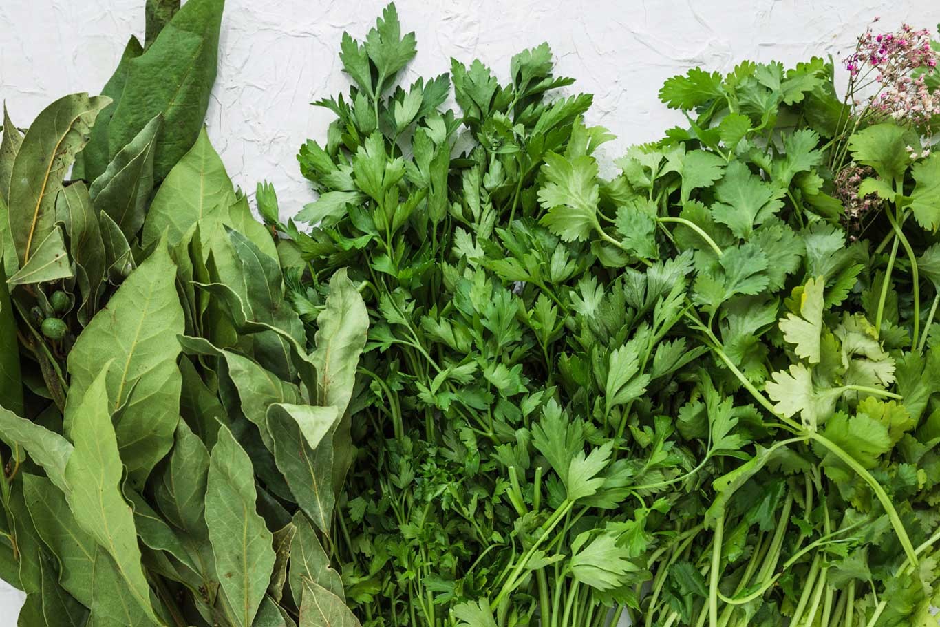 Ervas na culinária: como usar sem perder sabor, aroma e nutrientes ...