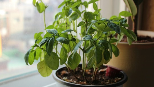 Plantar manjericão em casa — Foto: Reprodução