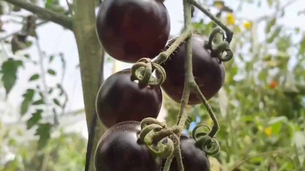 Tomate-preto: conheça a variedade exótica belga cultivada no Paraná