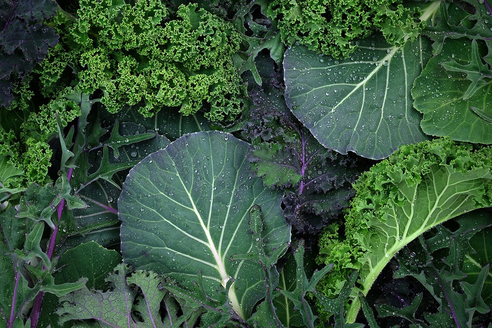 Couve-kale, japonesa e manteiga: entenda diferenças e benefícios